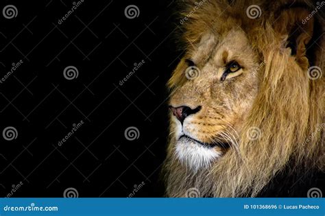 Majestic Male Lion Face Closeup Stock Photo Image Of Africa Safari