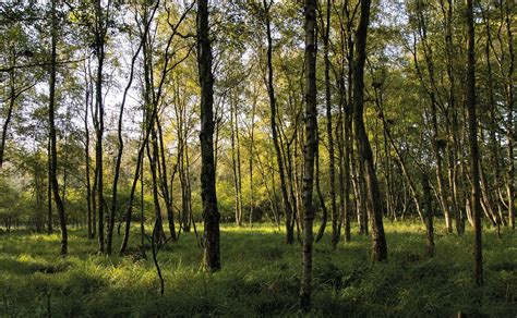 Moor Forest Nature Free Photo On Pixabay Pixabay