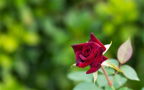 1920x1080 Resolution Shallow Focus Photography Of Red Rose Hd