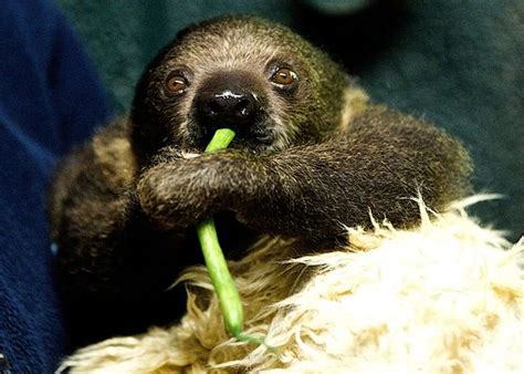 Sid The Sloth Goes On Display Zooborns
