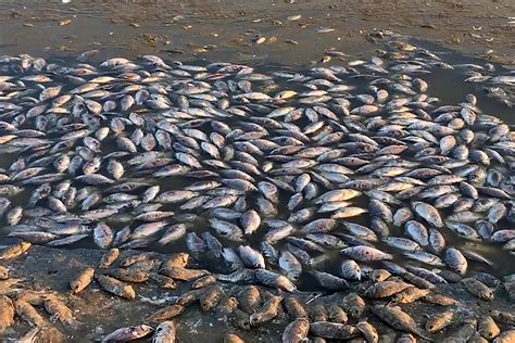 Tonnes Of Fish Died Due To Pollution In Lake