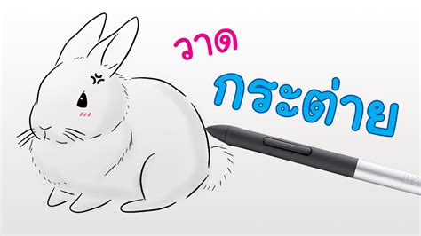 เจอร์ซี วูลลี (jersey wooly) เจอร์ซี วูลลีเป็นกระต่ายพันธุ์ที่น่ารักมาก น้ำหนักโตเต็มที่คือ 1.3 กิโลกรัม มีขนหนาฟู และนิสัย. วิธีการวาดการ์ตูน กระต่าย - YouTube