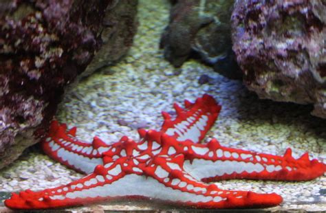 Red Knobbed Starfish Zoochat