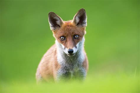 Red Fox Cub Portrait Photograph By James Warwick Fine Art America