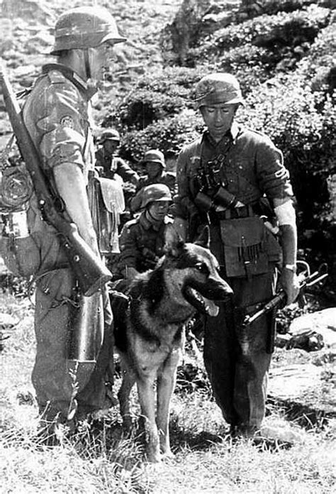 German Shepherd War Dog German Forces Gallery