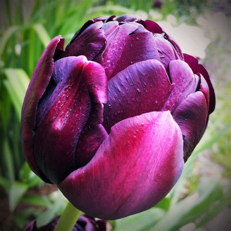 Tulip Black Hero Black Double Tulip Purple Double Tulip Peony
