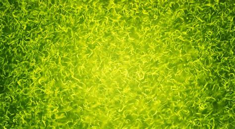 Cyanobacteria Microscope Blue Green Algae Micropedia