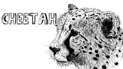 Learn to draw an cheetah step by step images along with easy to follow instruction. how to draw a cheetah in pen & ink 1 - YouTube