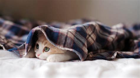 Cute White Cat Kitten Is Lying Down On Bed Inside Cloth Hd