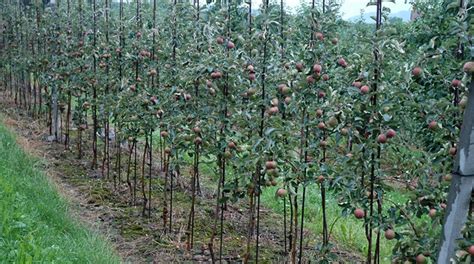 In high density sweet cherry orchards the crop canopy is fragmented, arranged in linear lanes. Apple Agronomic Principles | Soil & Water Requirements ...