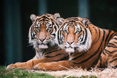 Tiger Brothers To Separate Together Since Orphaned As Cubs Kiro 7