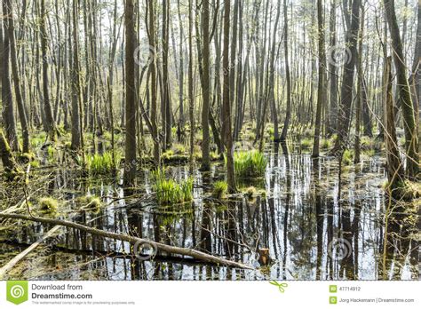 Famous Swamp Area In Usedom Stock Photo Image Of Ueckeritz Nature