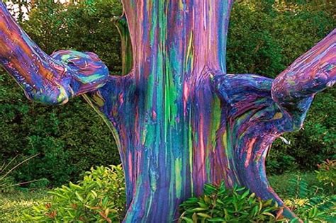 This Rainbow Eucalyptus Is The Most Colorful Tree In The World