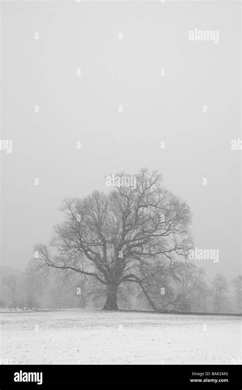 A View Of Trees In Winter With Snow Falling Stock Photo Alamy