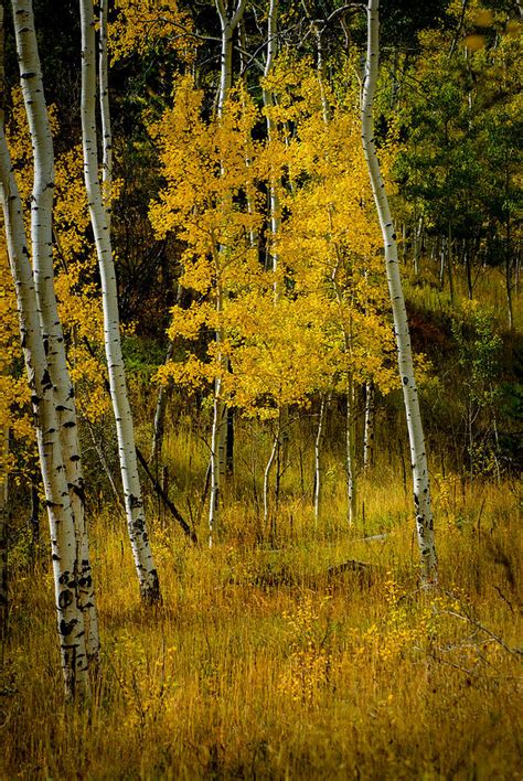 Quaking Aspens Of Roosevelt National Forest Photograph By Danette