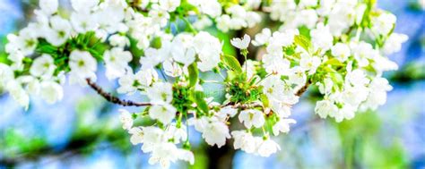 Trees White Blossoming Stock Photo Image Of Lighting 90121224
