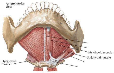 Floor Of Mouth Muscles Anatomy Review Home Co