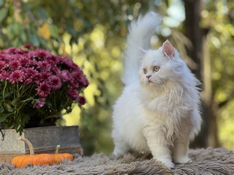 Available Kittens – Hickory Hollow Himalayans