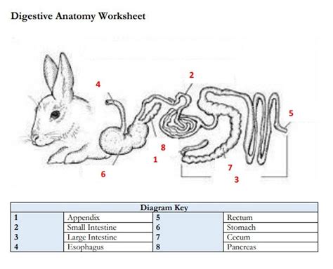 Printable Rabbit Digestive Anatomy Worksheet And Practice Pages