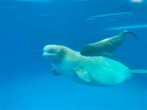 Beyond Excited Seaworld San Antonio Is Home To A New Baby Beluga Whale