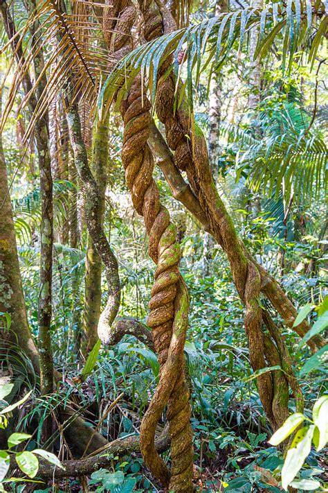 Jungle Vines Photograph By Jess Kraft Fine Art America