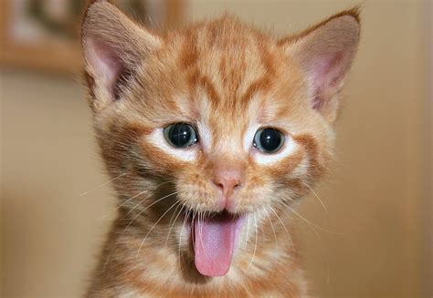 Great News Funny Cat Videos Are Actually Good For You