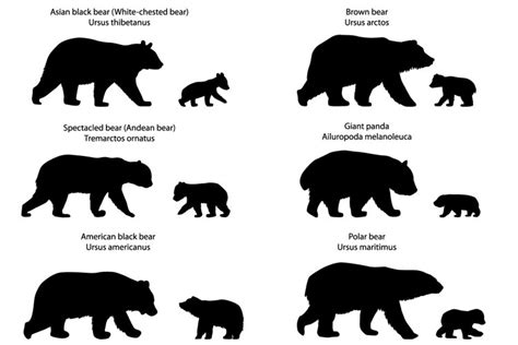 Free Free 277 Bear Cub Baby Bear Svg SVG PNG EPS DXF File