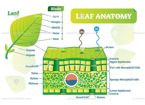 Leaf Anatomy Vector Illustration Diagram Vectormine Biology Plants