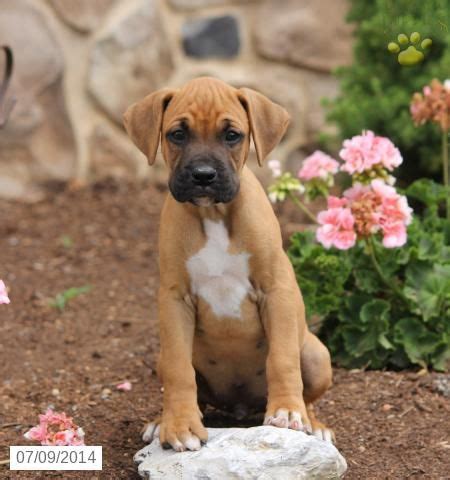Having a boxer puppy is quite wonderful and rewarding. Kaleb - Boxer Puppy for Sale in Lititz, PA | Boxer puppies for sale, Boxer puppy, Puppies for sale
