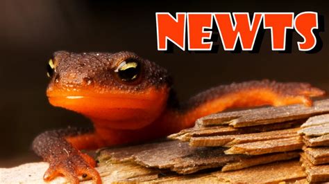 NEWTS Poisonous Salamanders YouTube