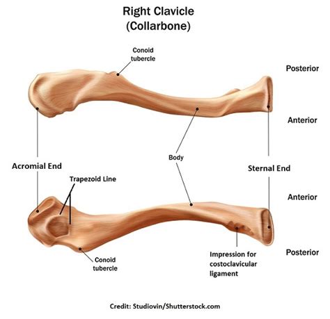 Anatomy Of Clavicle Bone