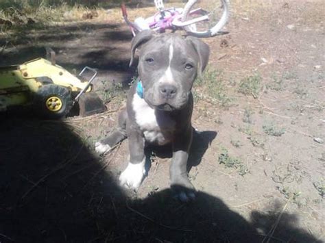 10 Wk Old Male Blue Nose Pitbull For Sale In Missoula