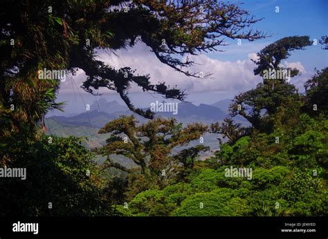 Mountain Cloud Forest Scene Panama Stock Photo Alamy