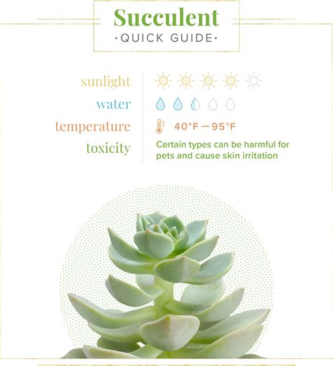 Simple Succulent Care Instructions Printable