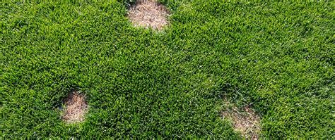 Keep An Eye Out For These Lawn Diseases In Your Washington Yard Sure