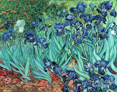 Irises Akg50723 Painting By Vincent Van Gogh Fine Art America