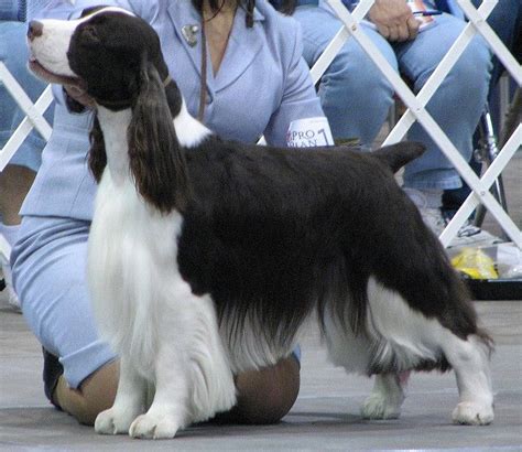 If you're considering english springer spaniel puppies, this article will help you decide. DFWESSA 2008 English Springer Spaniel Show - Arlington Texas by ck_luvs_goldens, via Flickr ...