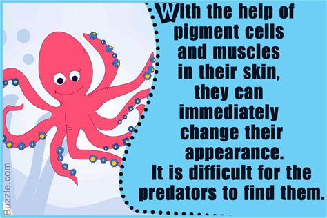 Portrait Of An Octopus Underwater Octopus Facts Facts For Kids