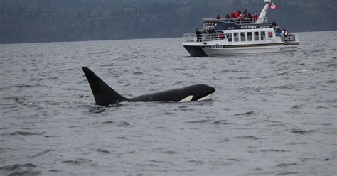 Whale Watching Tour In Victoria Bc Getyourguide