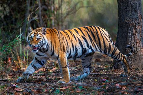 Bengal Tiger Panthera Tigris Tigris Photograph By Panoramic Images Pixels