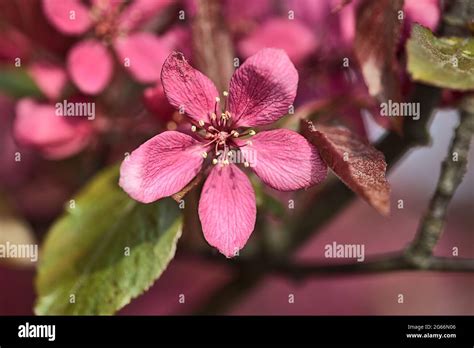Beautiful Closeup Spring View Of Dark Pink Flowering Crab Apple Malus