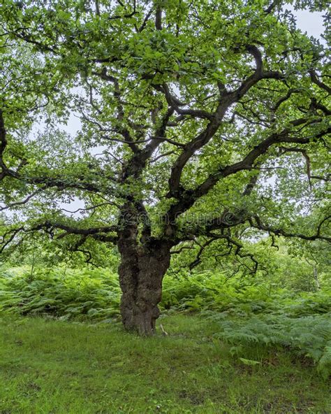 Ancient Oak Tree Branches In A Wood Stock Image Image Of Woodland