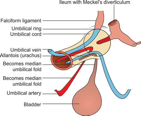 Anatomy Of Umbilical Cord Two Umbilical Arteries And One Umbilical My