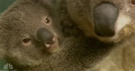 Urban Koala Gives Birth To Baby Boonda