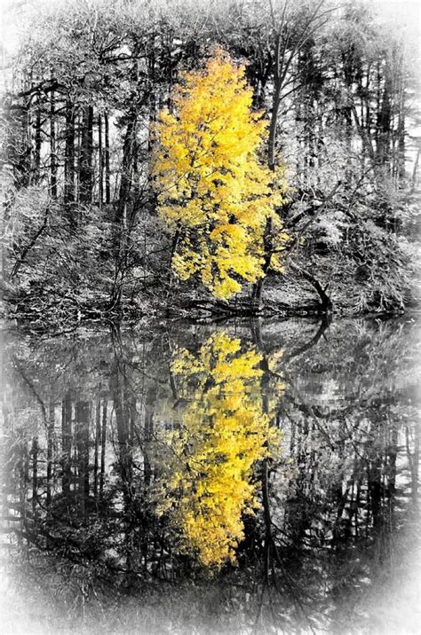 Pin By Swirls Of Color💫 On Yellow Color Splash Color Splash Photo