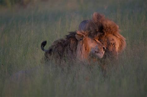 Is This A Picture Of Gay Lions Mating Snopes Com