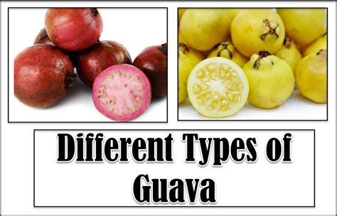8 Different Types Of Guava With Images