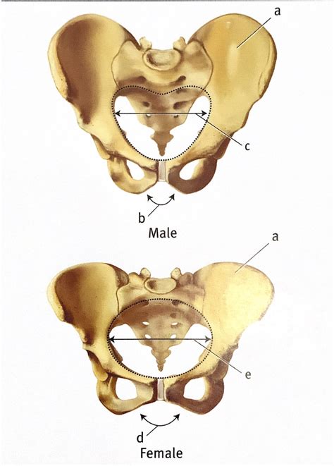 Differences Between Male And Female Pelvis Diagram Quizlet