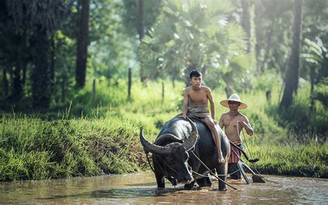 Desktop Wallpapers Bull Men Horns Hat Two Asian Sitting Animals