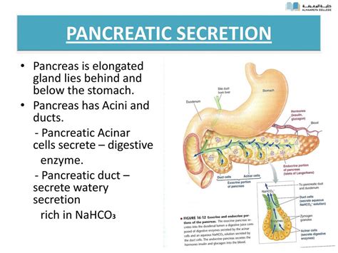 Pancreatic Secretion Lecture 5 Dr Zahoor Ali Shaikh Ppt Download